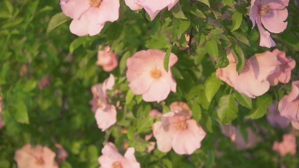 Branch with Pink Rose Hips in the Sunlight