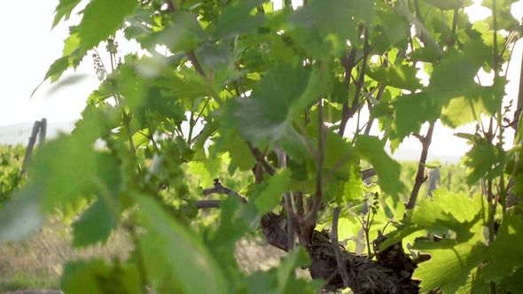 Young Vineyard in the Setting Sun