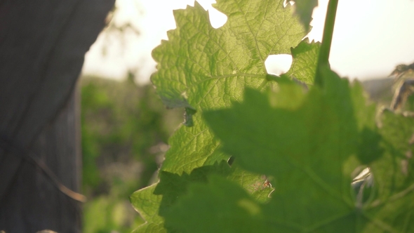 Wooden Vineyard Support and Young Shoots