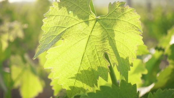 Green Grape Leaf in Sunlight and the Camera Moves Upwards
