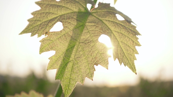 Vine Leaf on the Vine in the Sunlight