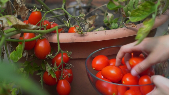 Hand of a Young Woman Picking Ripe Red Tomatoes by Flowerbed in Garden alt
