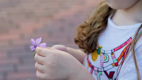 Little cute girl with blond hair and chubby cheeks sniffing an flower. 