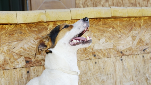 Dog Jack Russell Terrier in the Grass alt