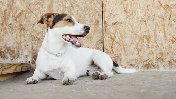 Dog Jack Russell Terrier in the Grass