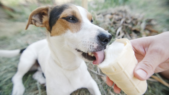 Dog Eat, Biting and Licking Ice Cream From the Hands of Master,  Shot alt