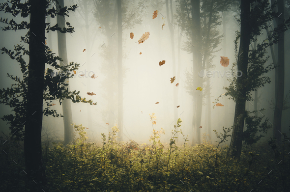 Leaves falling in mysterious autumn forest with fog - Stock Photo - Images