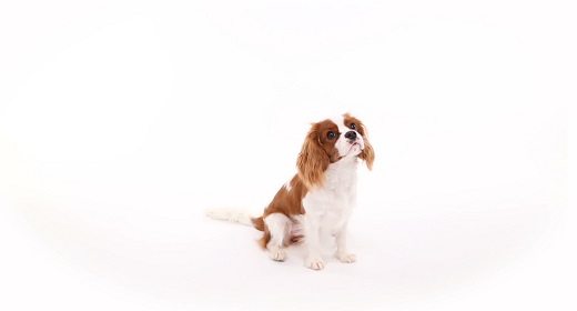 Cavalier King Charles Spaniel