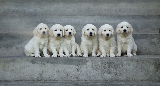 Golden Retriever puppies