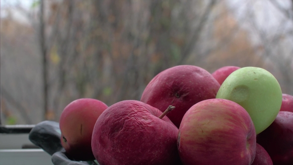 Old Apples in Bowl and Late Autumn Outside alt