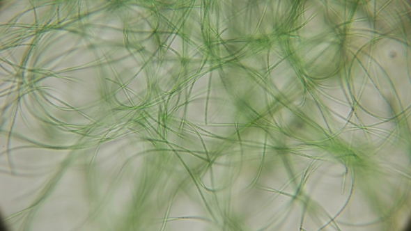 Movement of Living Algae Under a Microscope, Stock Footage | VideoHive