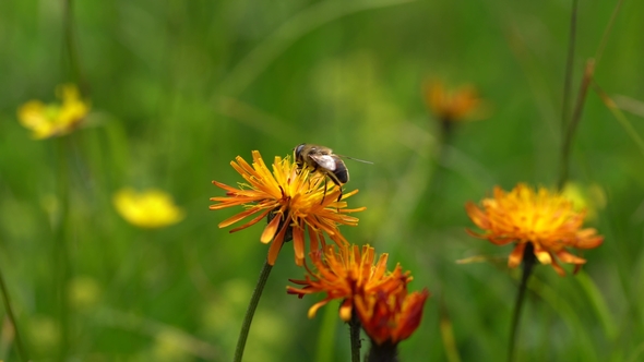 Alpine Meadow. Wasp Collects Nectar From Flower Crepis Alpina. alt