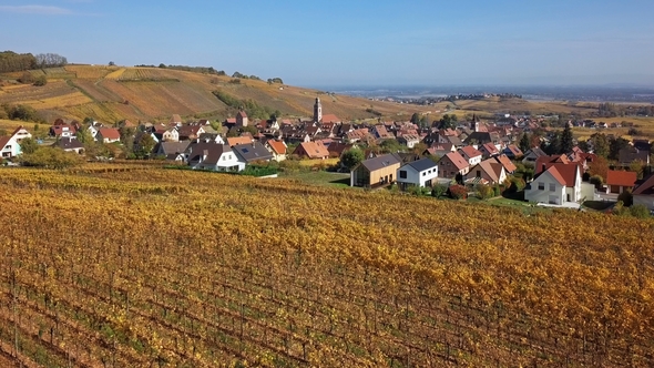 Flight Over Autumn Riquewihr Vineyards, Alsace, France alt