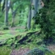 Forest Magic Background - VideoHive Item for Sale