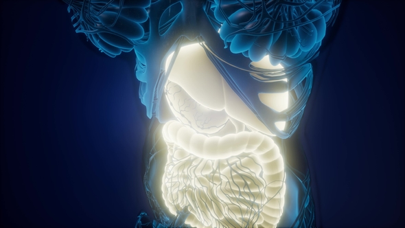 Human Body with Visible Digestive System, Motion Graphics | VideoHive