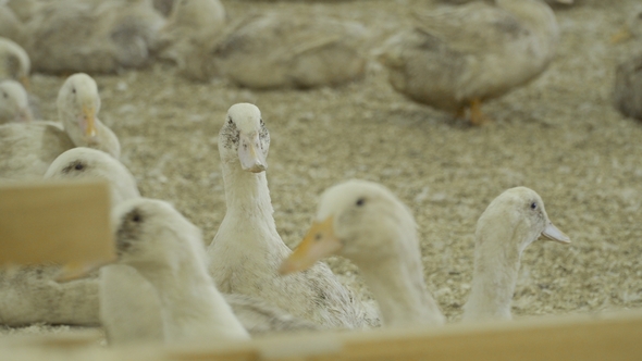 Ducks in the Corral alt
