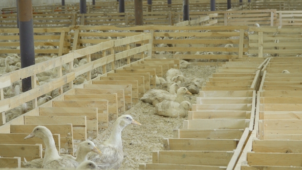 Paddocks with Ducks alt