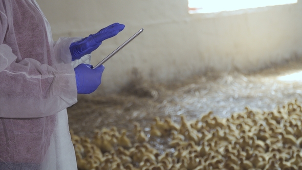 Inspector with Digital Tablet Makes Report on a Poultry Farm alt
