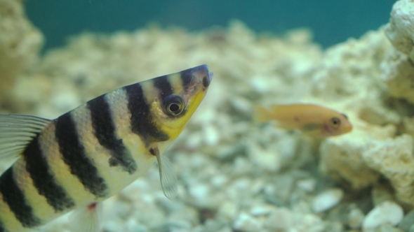Fish in Aquarium
