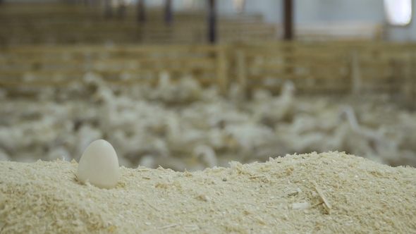 Duck Egg in Sawdust at Poultry Farm alt