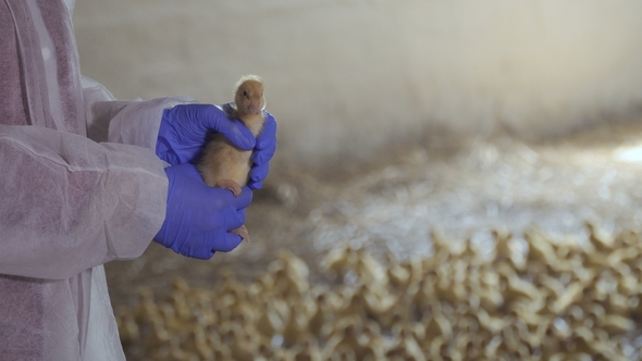 Farmer Checking Gender of Duckling alt