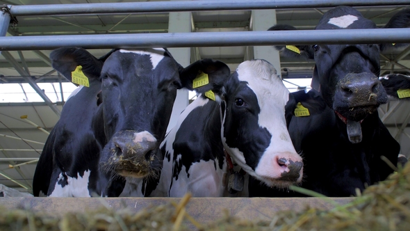 Curious Cows  Beautiful Cash Cows on the Farm Eat