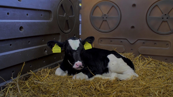 Small Calves on the Farm