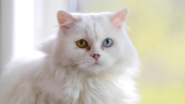 Domestic Cat with Complete Heterochromia. White Cat with Different Colored Eyes alt