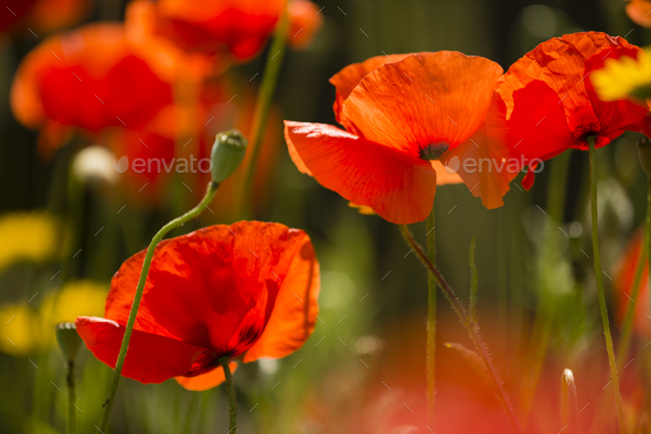 Red poppy flowers in Summer. - Stock Photo - Images