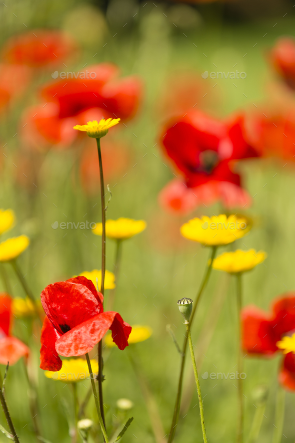 Red poppy flowers in Summer. - Stock Photo - Images