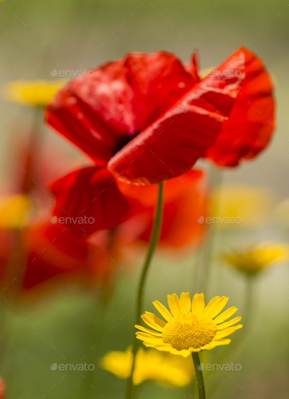 Red poppy flowers in Summer. - Stock Photo - Images