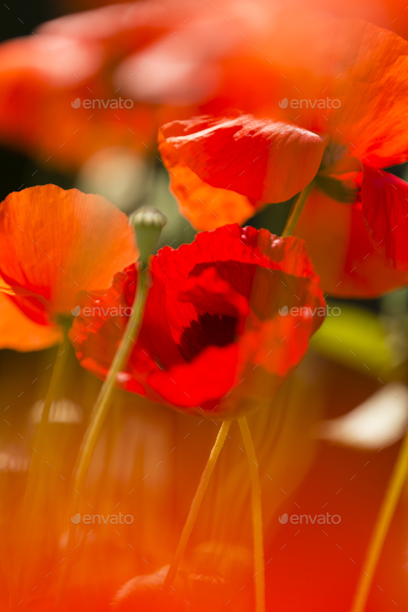 Red poppy flowers in Summer. - Stock Photo - Images