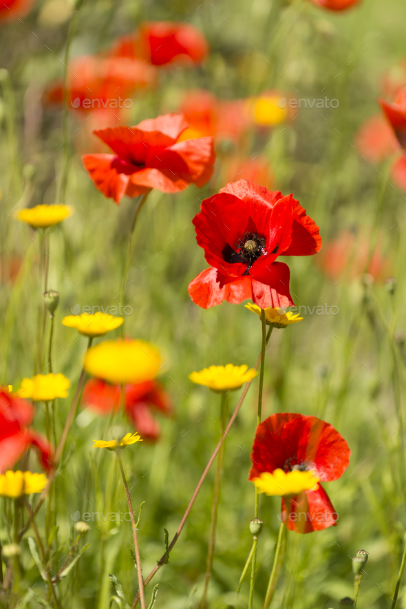 Red poppy flowers in Summer. - Stock Photo - Images