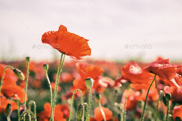Poppy flowers retro vintage summer background - Stock Photo - Images