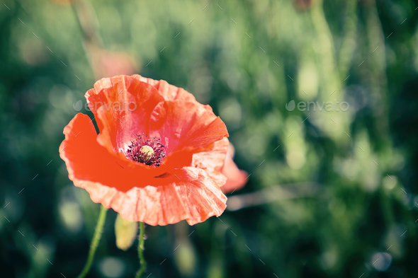 Poppy flowers retro vintage summer background - Stock Photo - Images