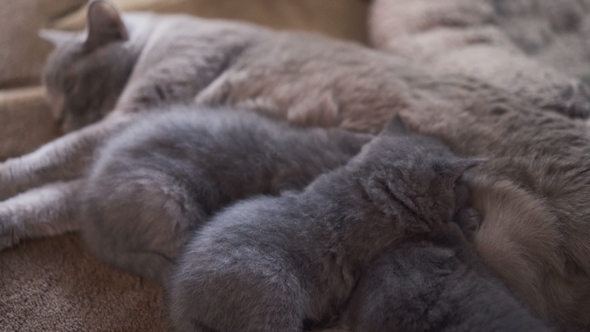 Scottish Fold Family, Mommy Feeding Three Kitties and Resting alt