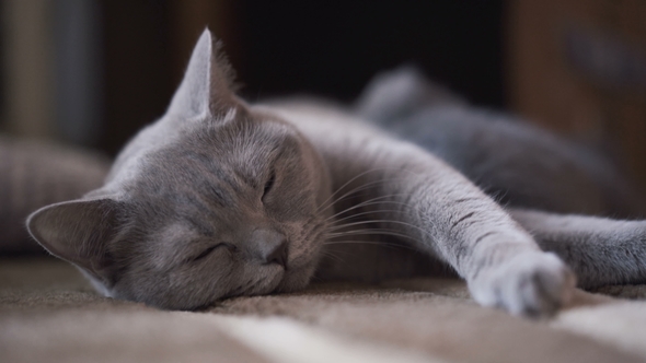 Portrait of Cute Scottish Fold Lying at Camera and Feeding Her Kitties alt