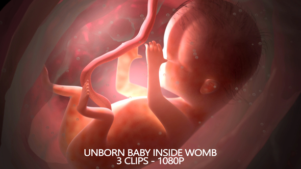 Unborn Baby Inside Womb
