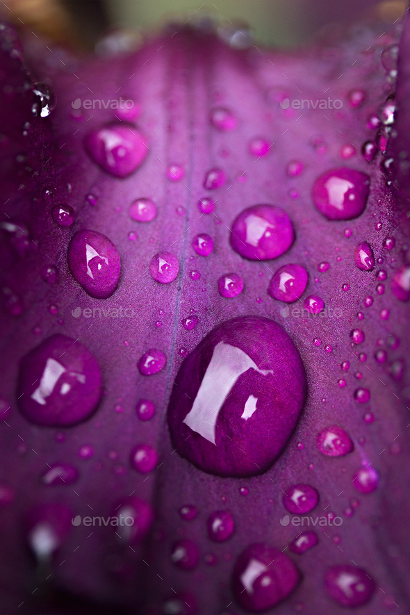 drops of dew on a purple flower leaf close-up - Stock Photo - Images