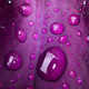 drops of dew on a purple flower leaf close-up - PhotoDune Item for Sale