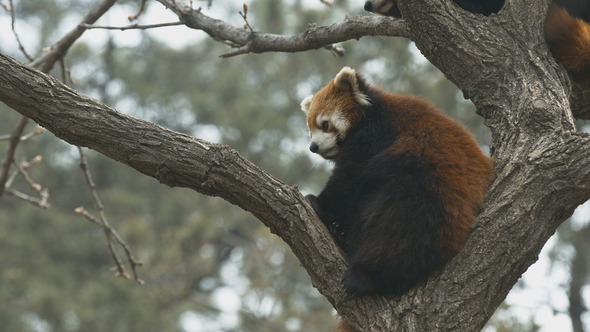 Red Panda ailurus fulgens alt