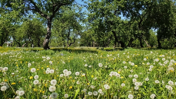Dandelions in Old Apple Orchard