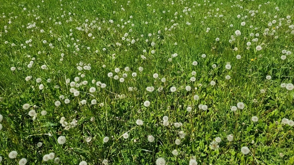 White Dandelions in Meadow
