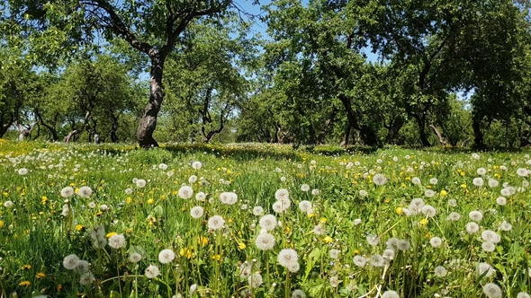 Dandelions in Old Apple Orchard