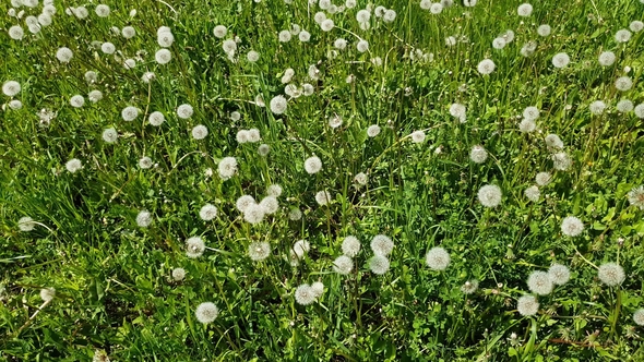  White Dandelions in Meadow