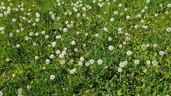 Top View of White Dandelions in Meadow