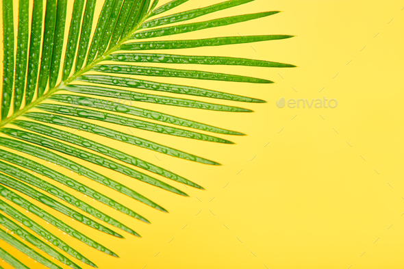 Palm leaf on yellow paper background Stock Photo by bondarillia | PhotoDune