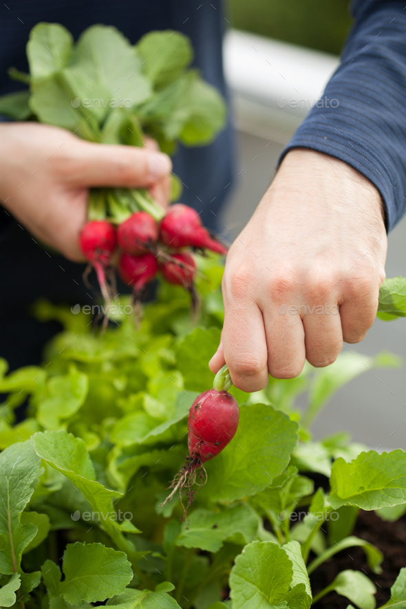 man gardener picking radish from vegetable container garden on b Stock Photo by duskbabe