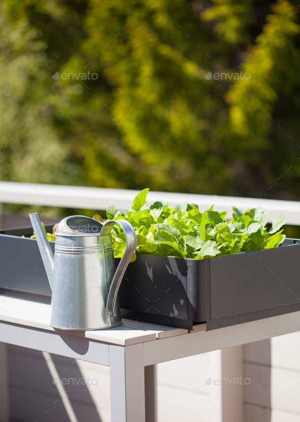 growing radish and salad in container on balcony. vegetable gard - Stock Photo - Images