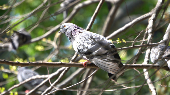 4K Pigeons Forest Shallow Depth alt